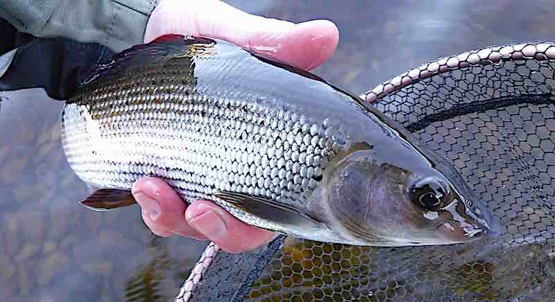 grayling fly fishing Welsh Dee Rhagatt Hall