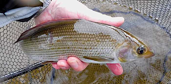 Welsh Dee grayling caught on olive nymph