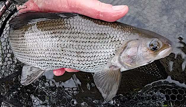 Welsh Dee grayling caught on a streamer