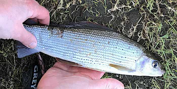 Grayling fly fishing Welsh Dee