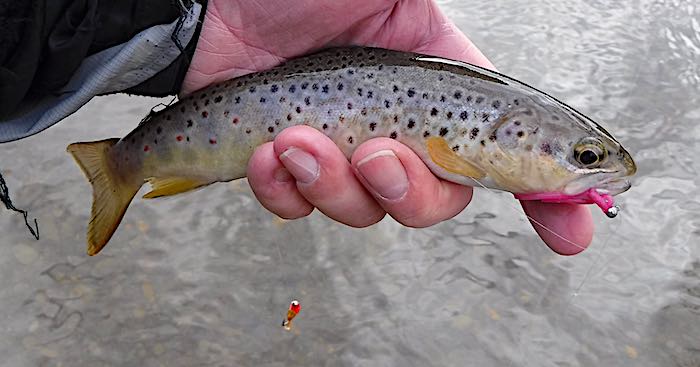 trout fly fishing on Welsh Dee at llangollen