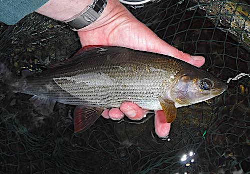 grayling caught in the sea trout pool Welsh Dee
