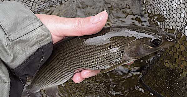grayling fly fishing Sycamore Run Welsh Dee