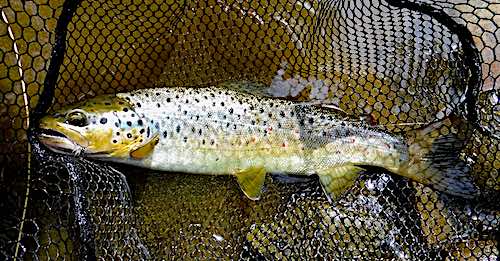 trout fly fishing the channel Welsh Dee