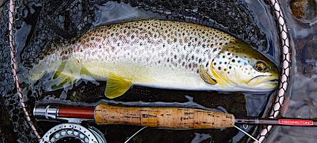 A may trout - trout fly pattern feature image