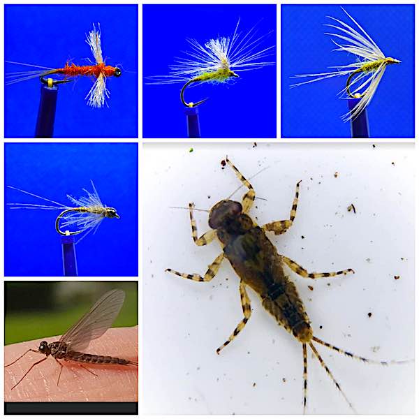 Blue Winged Olive: 8 great trout and grayling fly patterns
