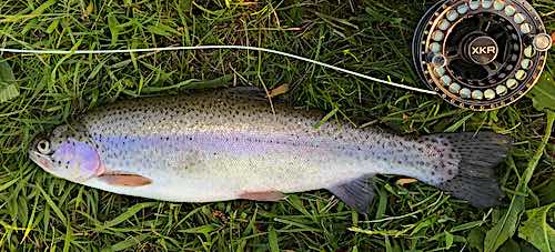 Grizedale rainbow trout