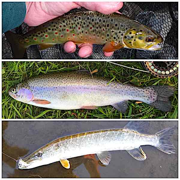May fly fishing diary Welsh Dee