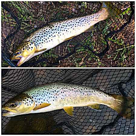 Mike Welsh Dee trout - may fly fishing diary