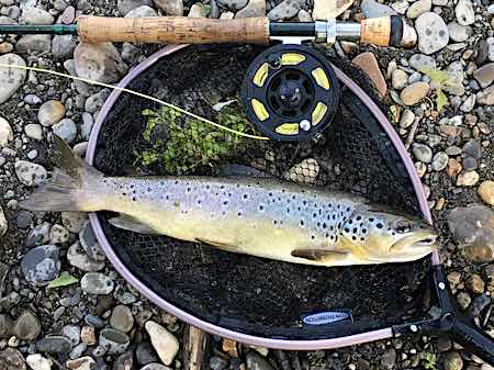 Mikes trout-2 june fishing report