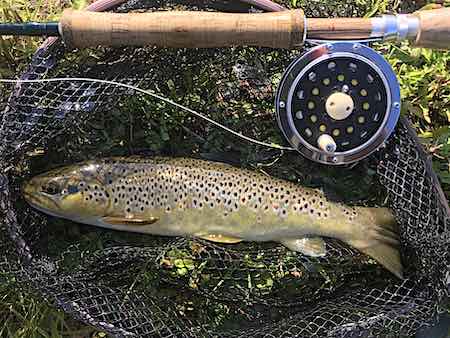 Mikes trout june fishing report