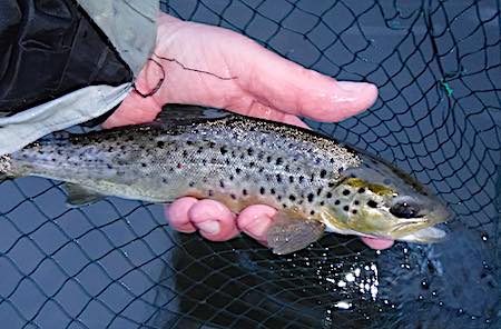 June fishing report ribble trout