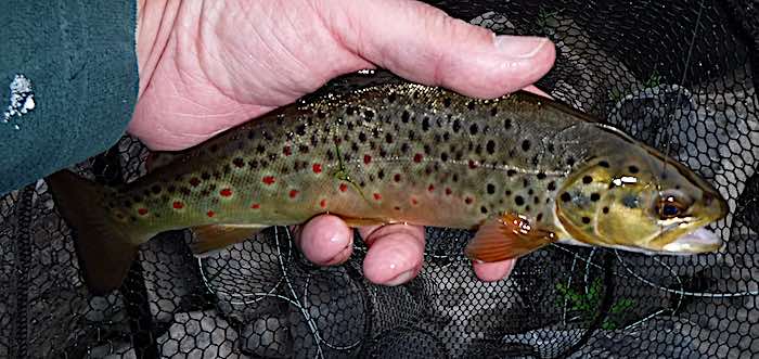 Shocklach brown trout - may fly fishing diary