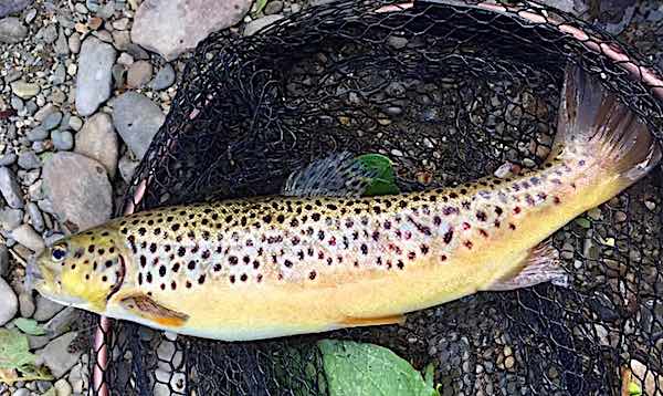 Tims Welsh Dee trout - may fly fishing diary