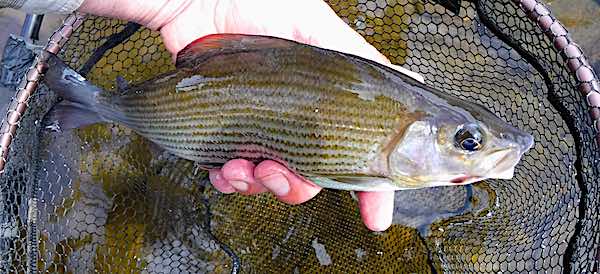 Grayling welsh Dee Chirk June fishing report