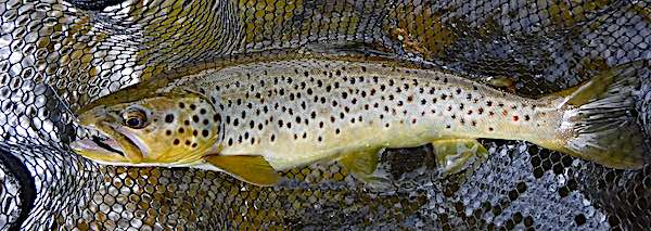 welsh dee brown trout june fishing report