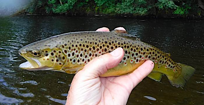 Grove Farm trout july fishing report