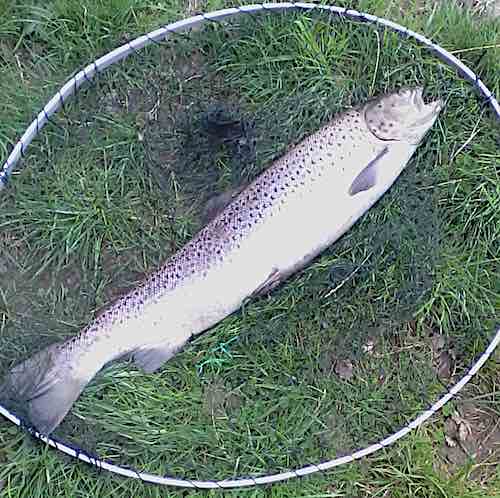 July fishing report Alans Welsh Dee sea trout