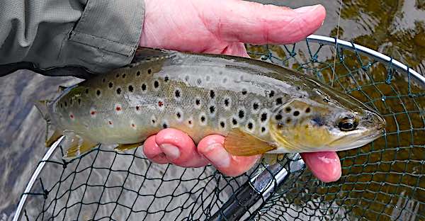 July fishing report Duncans pool brown trout