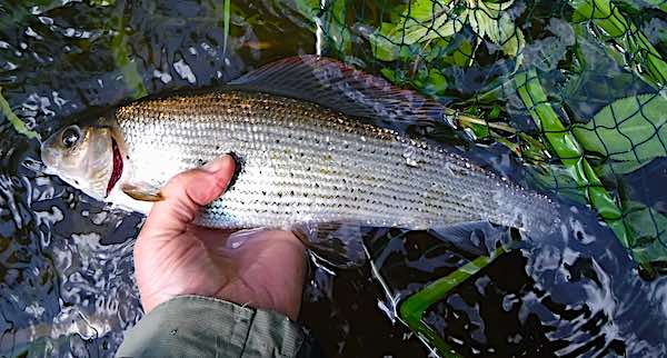 July fishing report Duncans pool grayling