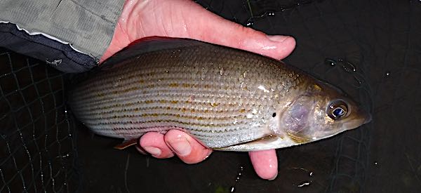 July fishing report grayling on a sea trout fly