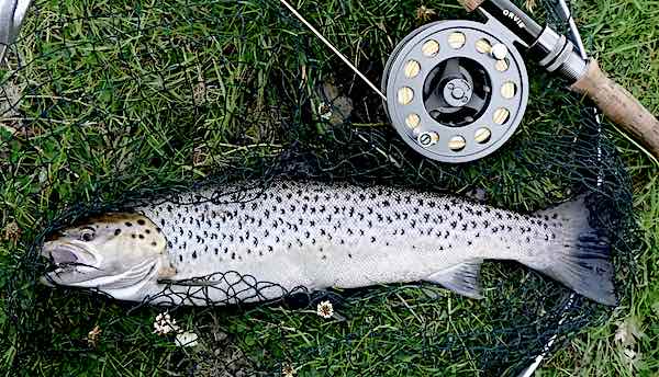 July fishing report sea trout from Horseshoe Falls