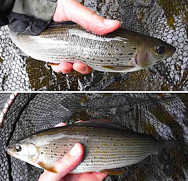 July fishing report top pool grayling