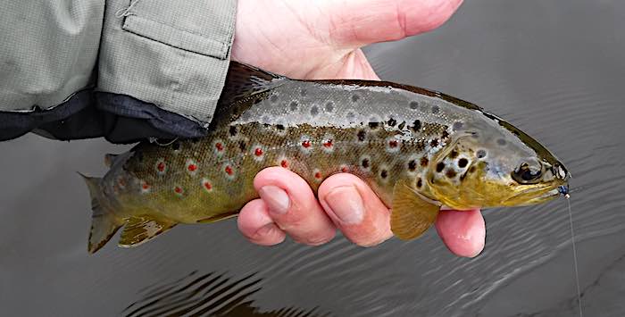 July fishing report trout on a bling spiders