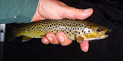 River Conwy brown trout