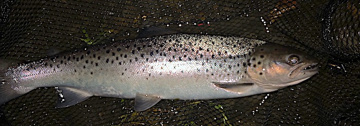 River Conwy sea trout-3