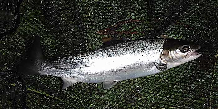 River Conwy sea trout caught on a stinger