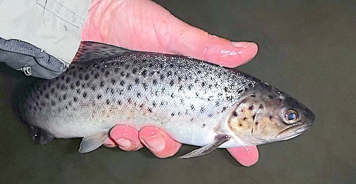 Sea trout HSF july fishing report