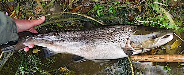 1st salmon of 2020 - September fishing report