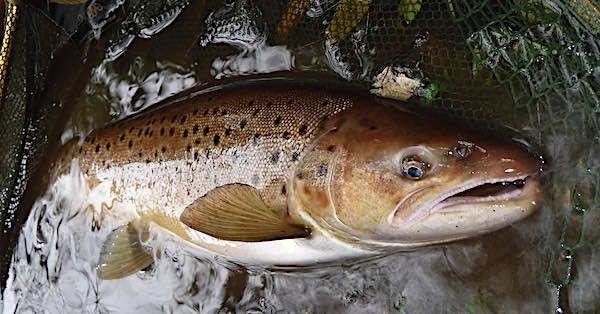 2nd salmon of 2020 - September fishing report