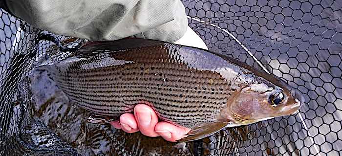 Autumn grayling fly fishing feature image