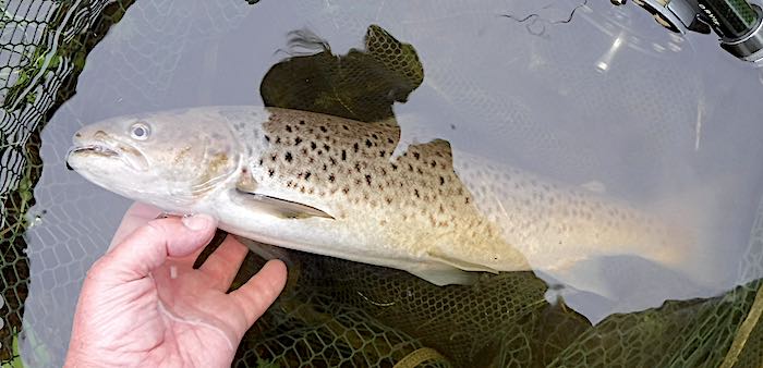Dee Farm sea trout - September fishing report