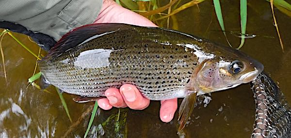 Duncans pool grayling - Griffiths Gnat - September fishing report