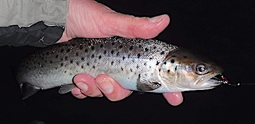 Mill run sea trout - September fishing report