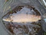 October fishing report - salmon