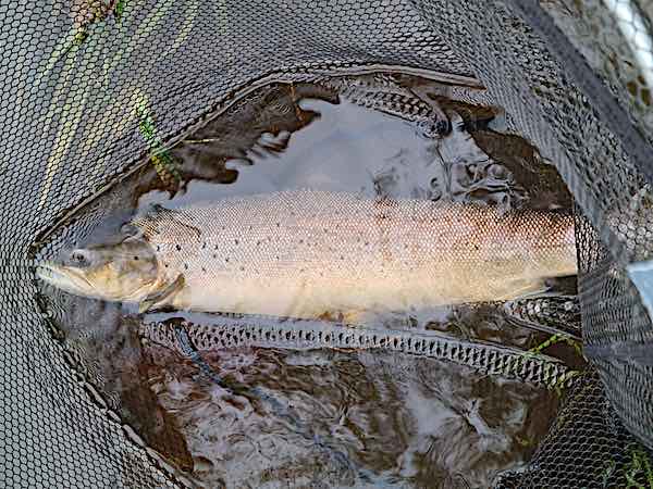 October fishing report - salmon