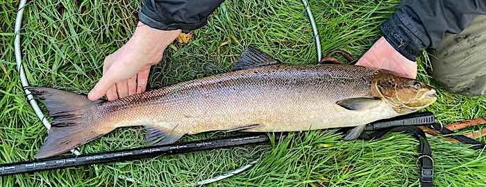 October fishing report - Tims salmon-4