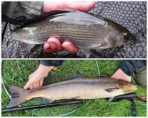 October fishing report feature image