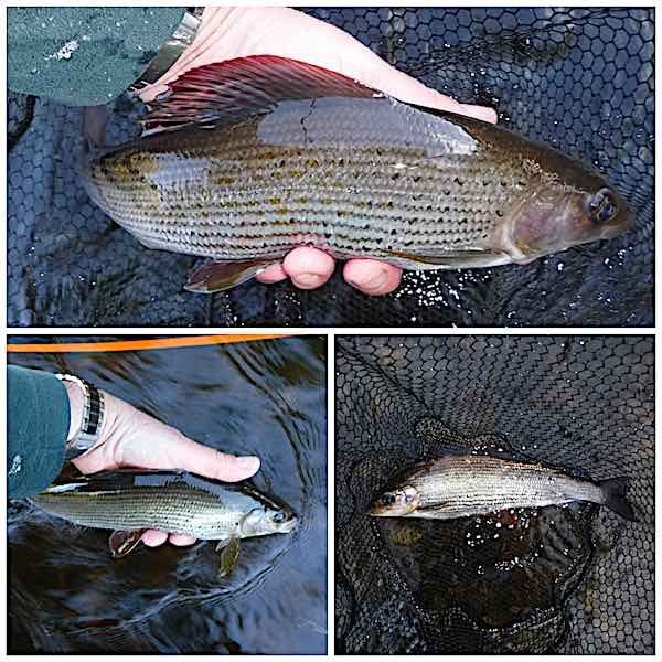 October fishing report - glide pool grayling