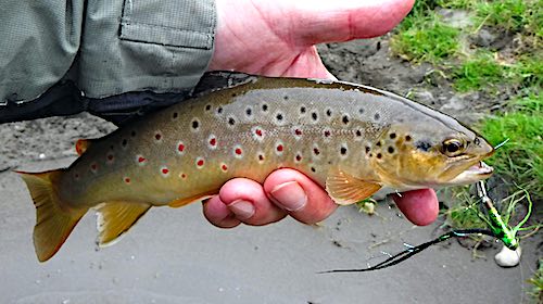 September fishing report - Horseshoe Falls trout