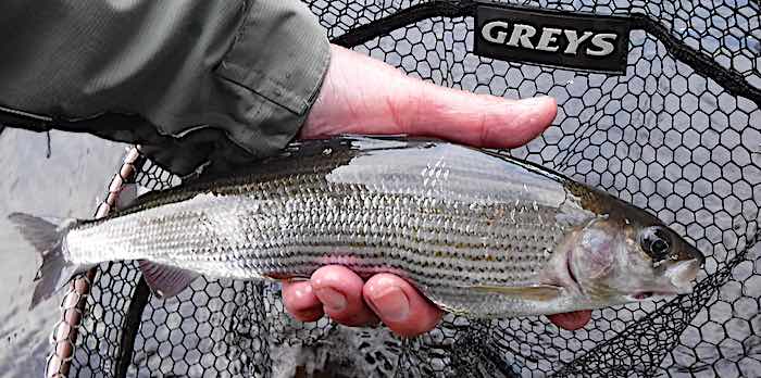 Sludge pool grayling - September fishing report