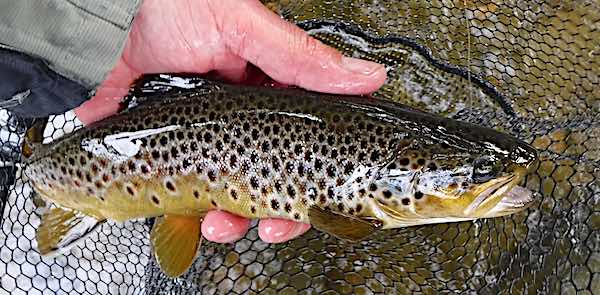 Trout Duncans Pool September fishing report