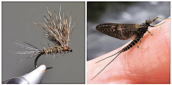thumbnail image 2 of PFT March Brown Dry Flies – 1 Dozen Hand-Tied Trout Flies For Fly Fishing 2 of 2