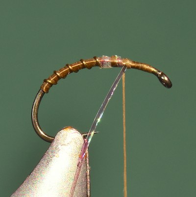 CDC Olive fly - stage 3