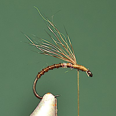 CDC Olive fly - stage 4