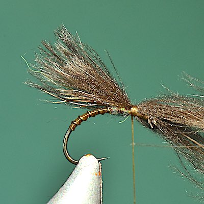 CDC Olive fly - stage 5